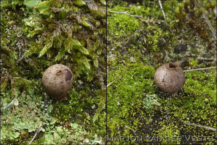 Dwergbovist - Bovista limosa